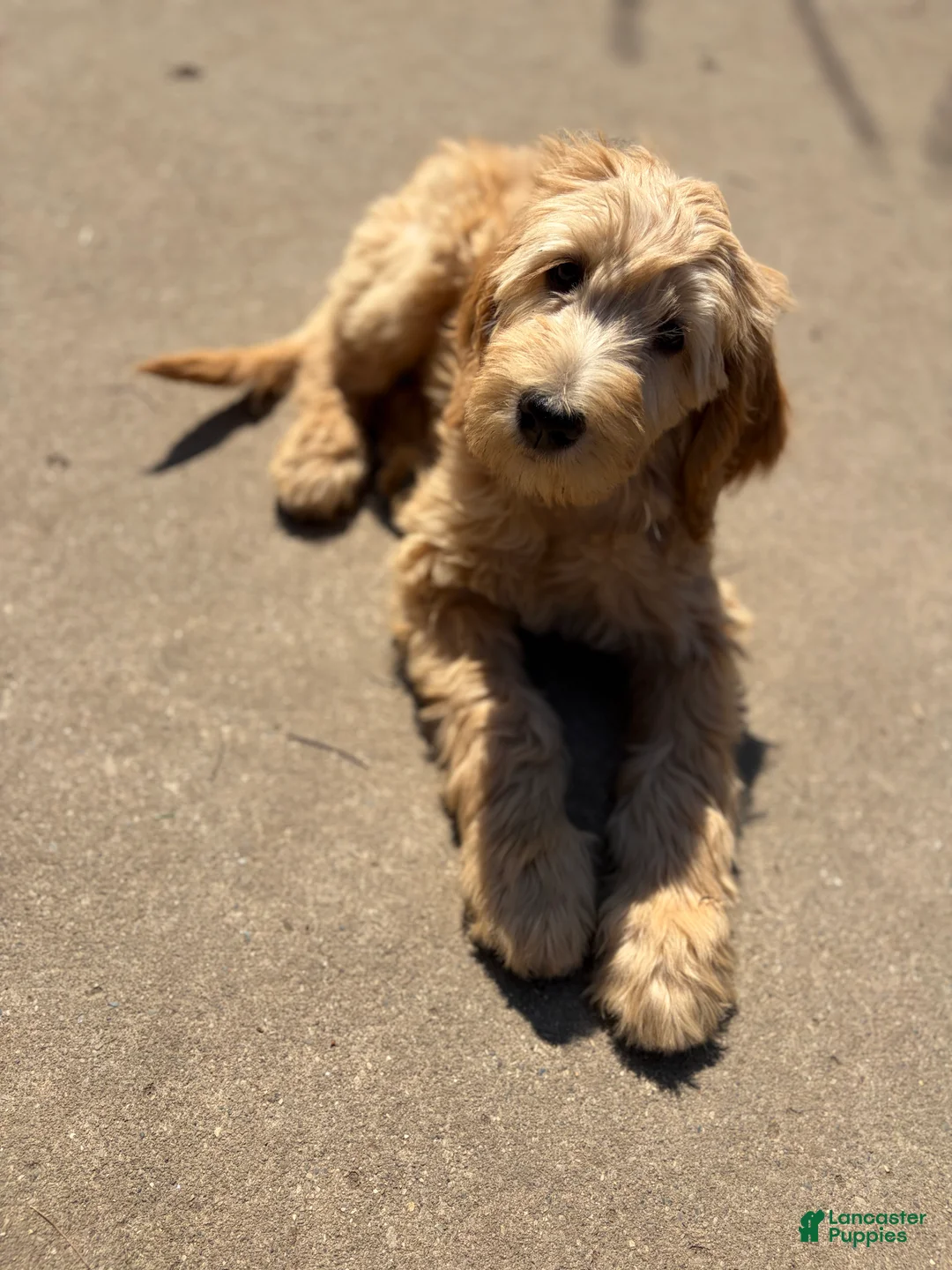 Mixed Breed dogs for sale: Rosie - Ad 1