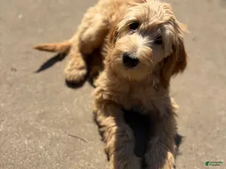 Mixed Breed dogs Rosie - Ad 1