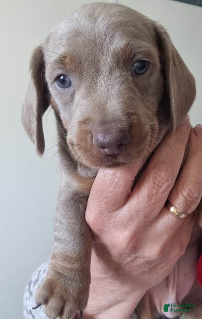 Miniature Dachshund dogs Miniature Dachshund 2 - Ad 29