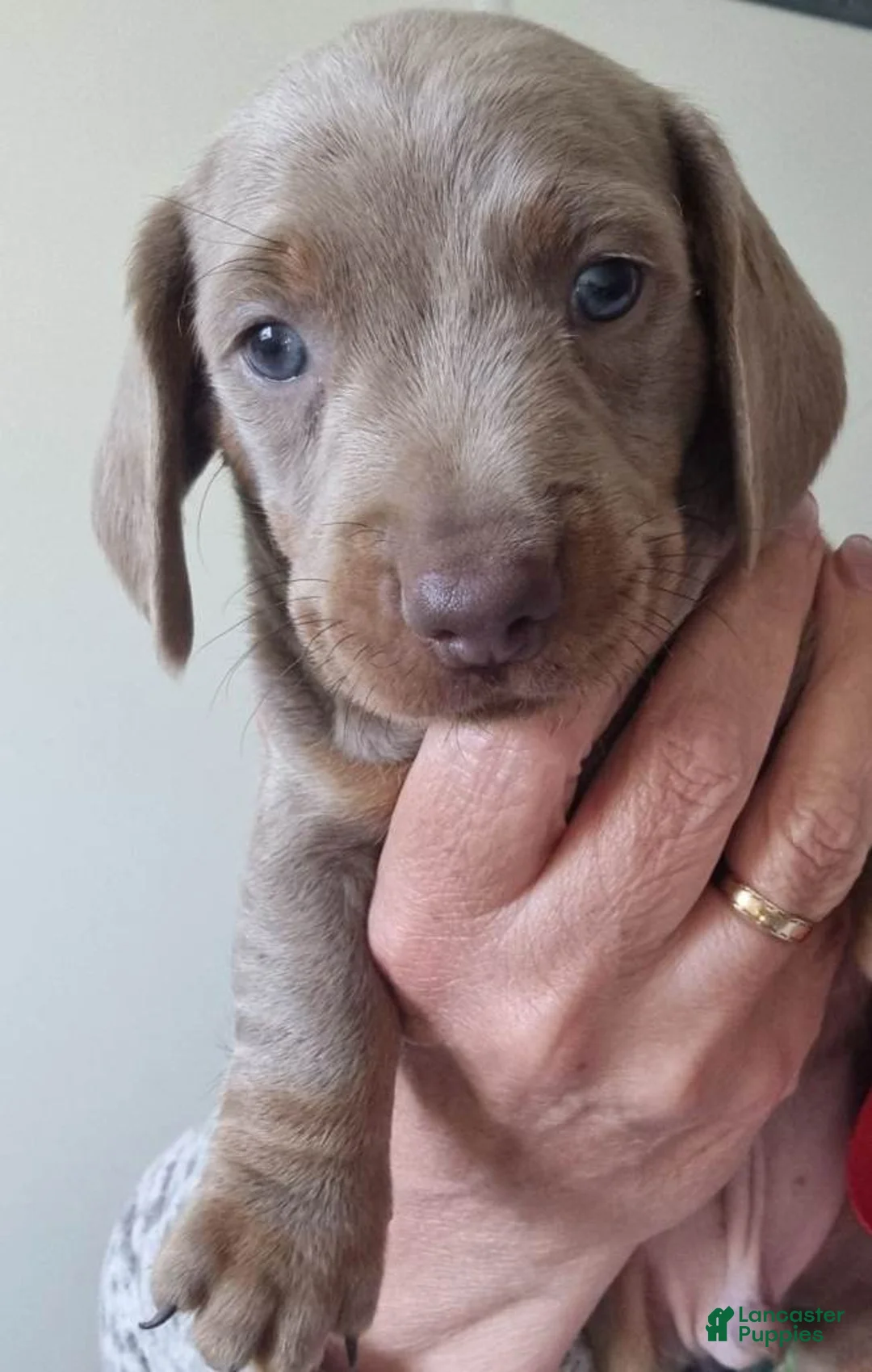 Miniature Dachshund dogs for sale: Miniature Dachshund 2 - Ad 1