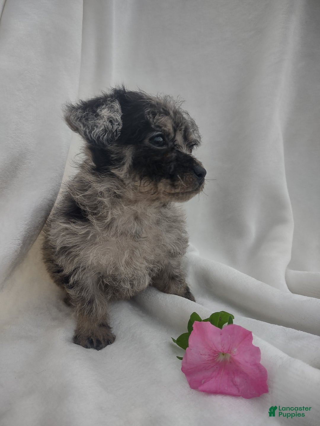 Chipoo dogs for sale: Jada - Ad 7