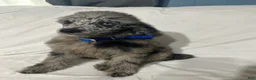 Standard Poodle dogs for sale: Standard Poodle Puppy 4 - Ad 3