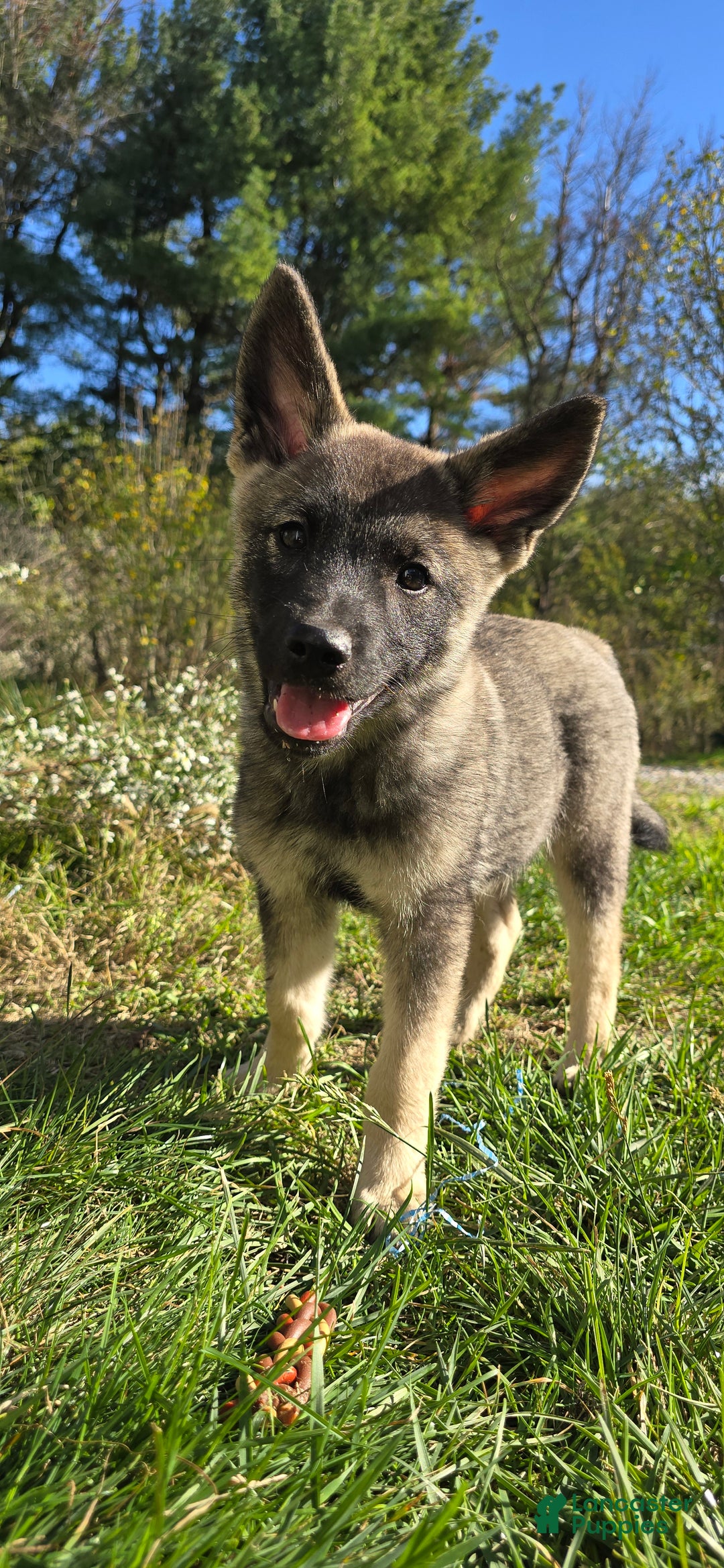 Norwegian Elkhound Puppies for sale Lancaster Puppies