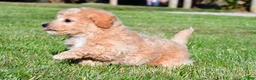 Bichpoo dogs for sale: tanner - Ad 2