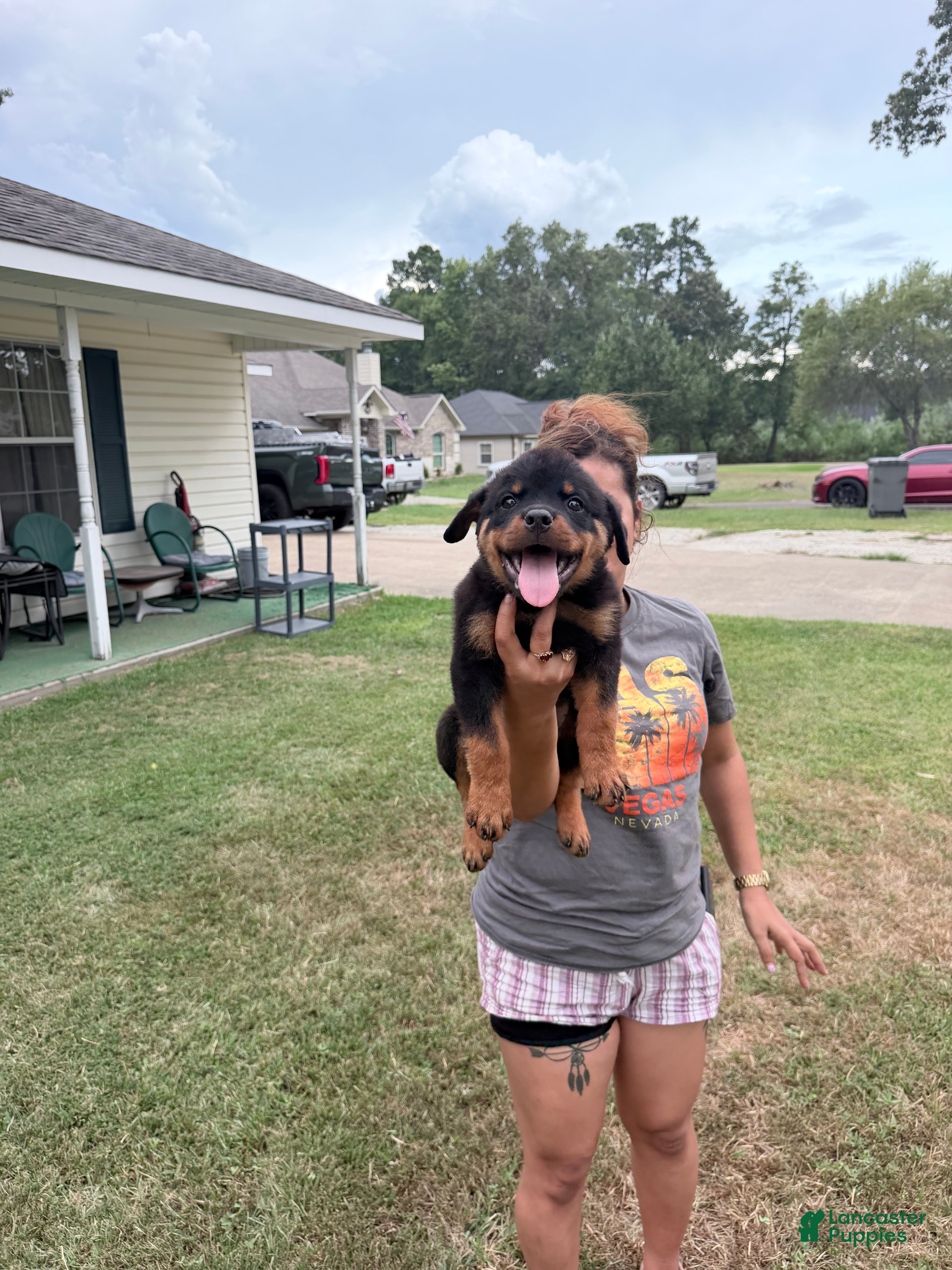 Rottweiler dogs Black collar male - Ad 2