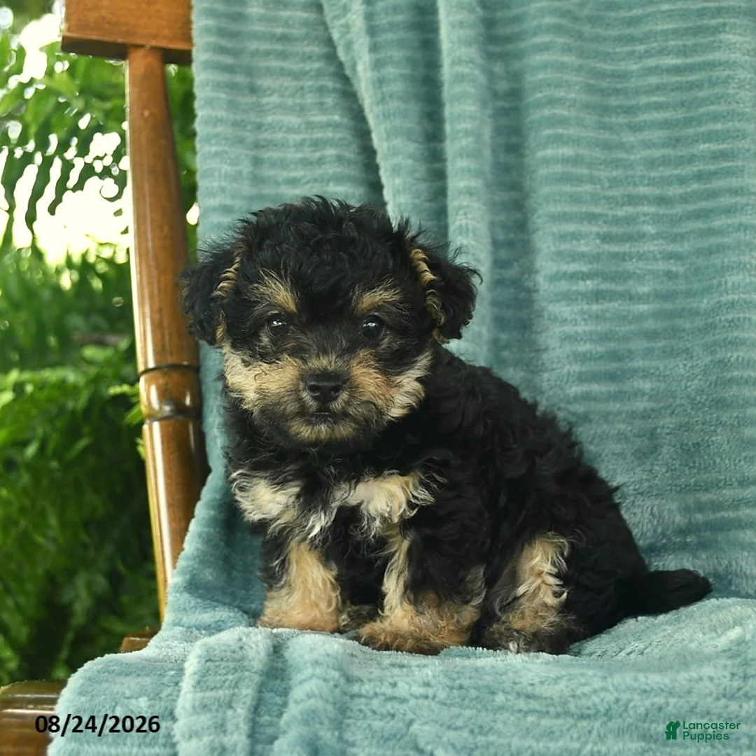Yorkiepoo dogs for sale: Lilac  - Ad 3