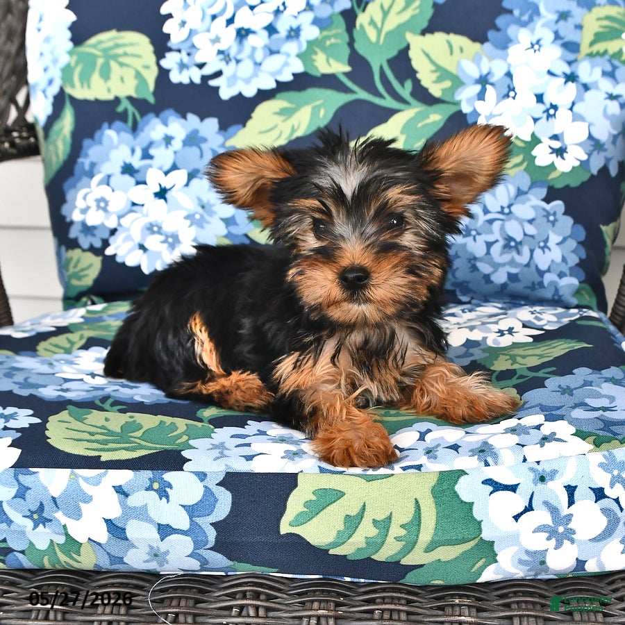 Yorkshire Terrier dogs Truffle  - Ad 1