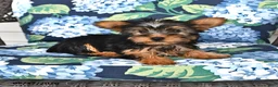 Yorkshire Terrier dogs for sale: Truffle  - Ad 1