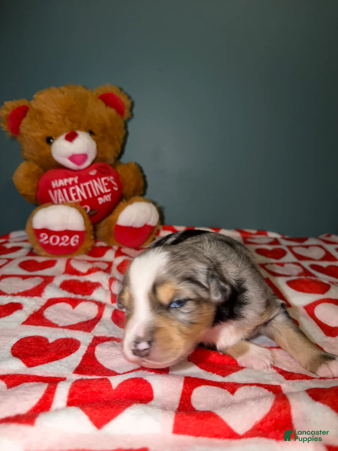 Miniature Australian Shepherd dogs for sale: Kayce - Ad 5