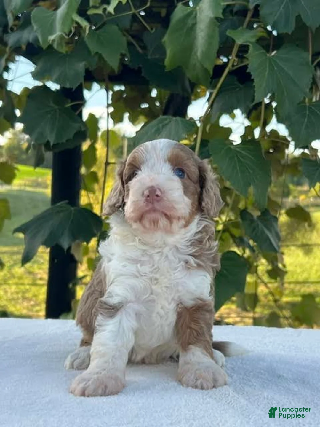 Aussiedoodle dogs for sale: Butternut Miniature Aussiedoodle  - Ad 1