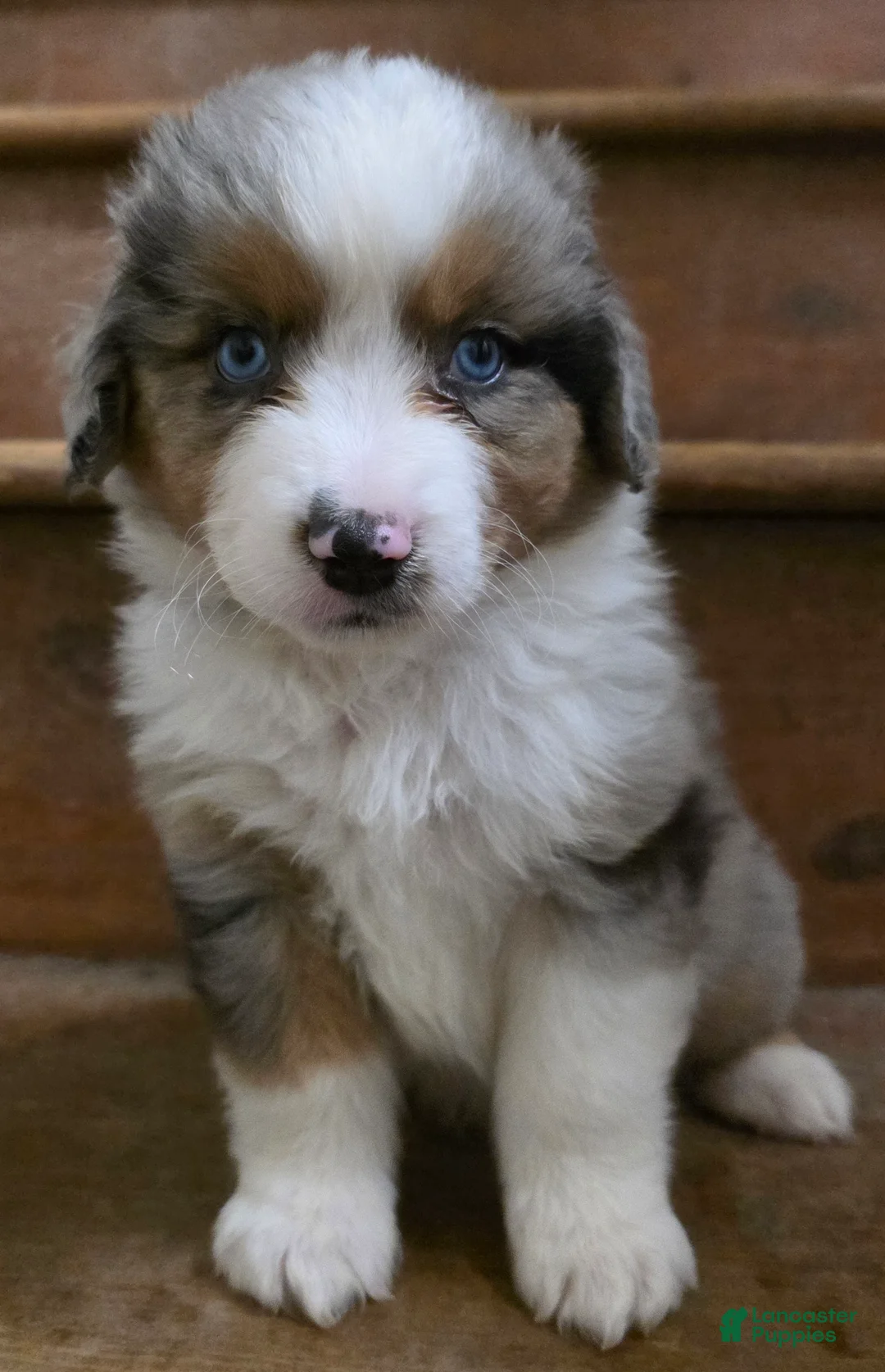 Miniature Australian Shepherd dogs for sale: Turner - Ad 2