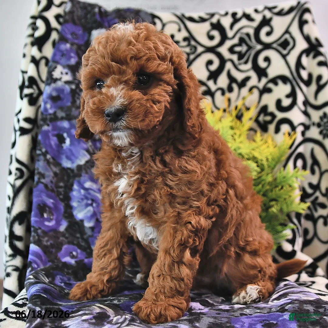 Cavapoo dogs for sale: Buster - Ad 2