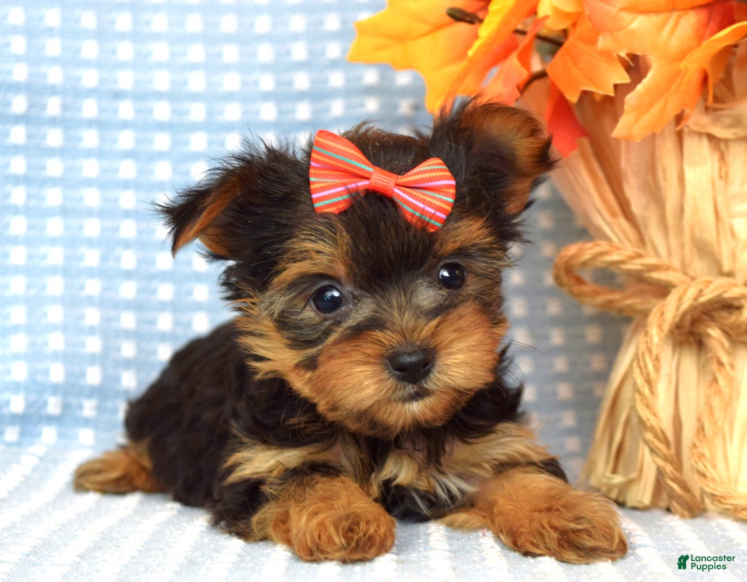 Yorkshire Terrier dogs for sale: Carly  - Ad 3