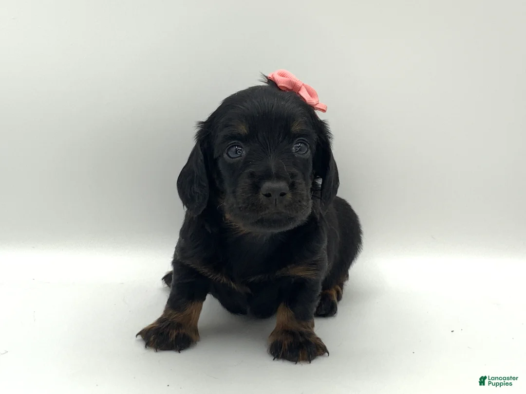 Miniature Dachshund dogs for sale: Kayle - Ad 8