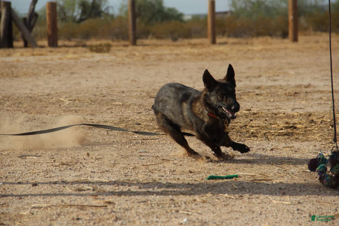 Dutch Shepherd dogs for sale: Dutch black brindle F - Ad 15