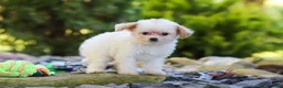 Cavapoo dogs for sale: Mila - Ad 1
