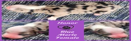 Miniature Australian Shepherd dogs for sale: Honor - Ad 1