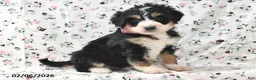 Bernedoodle dogs for sale: Sally - Ad 1