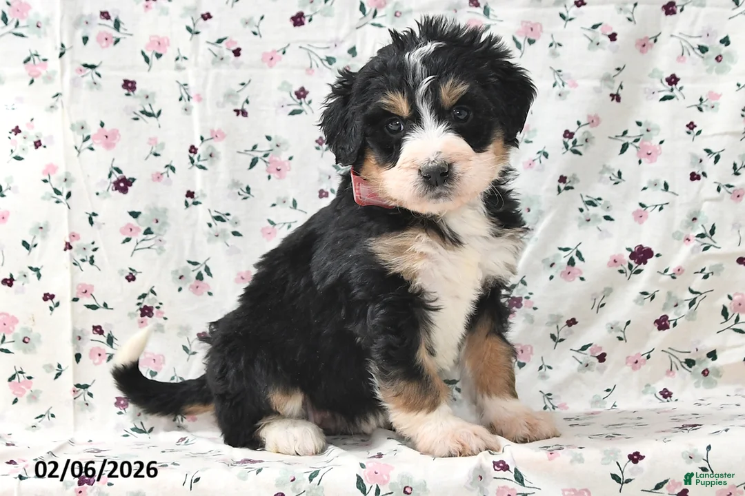 Bernedoodle dogs for sale: Sally - Ad 1
