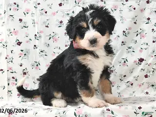 Bernedoodle dogs Sally - Ad 38