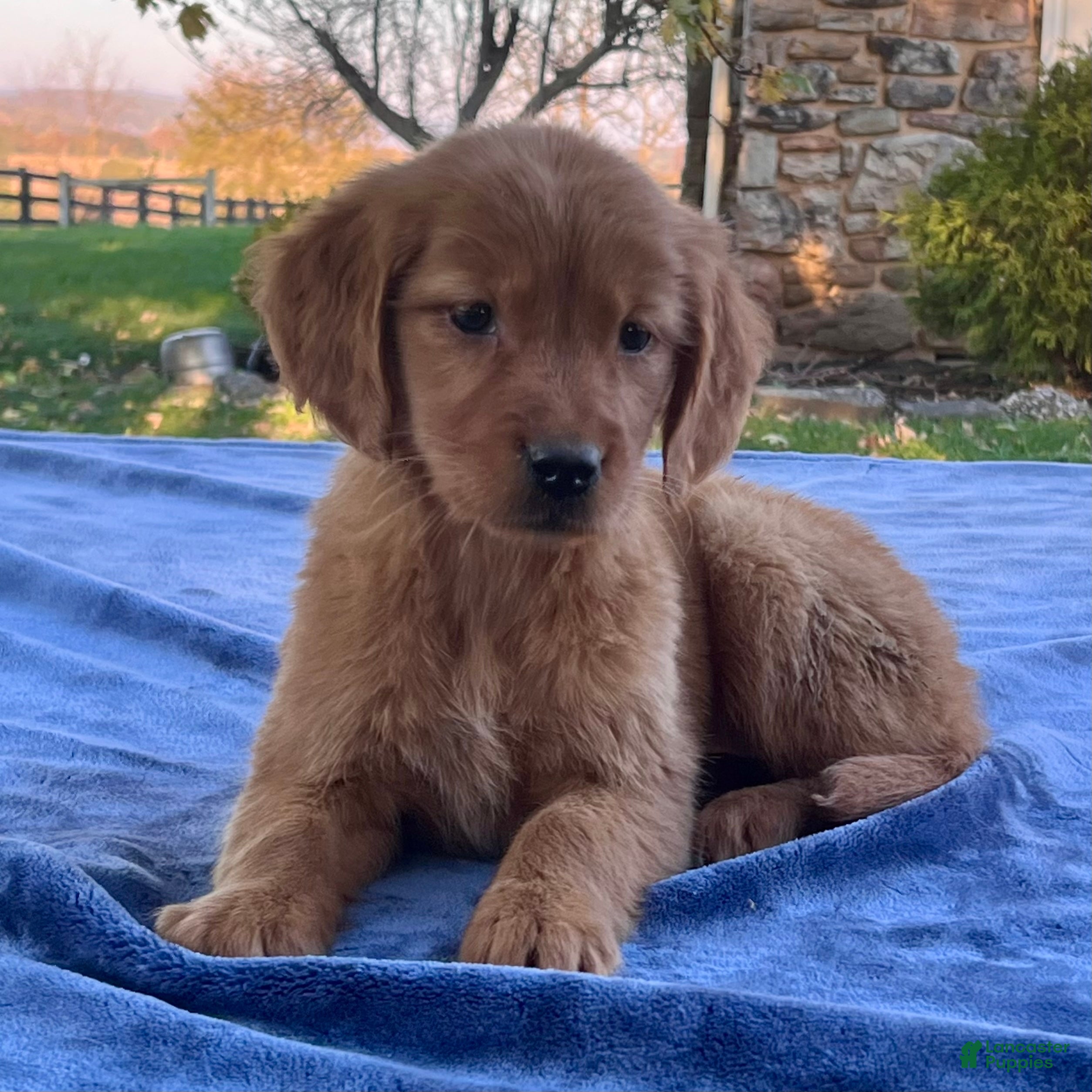 Golden Retriever dogs for sale: Nyla - Ad 2