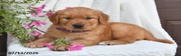 Golden Retriever dogs for sale: Camila - Ad 4