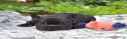 French Bulldog dogs for sale: Spidey - Ad 6