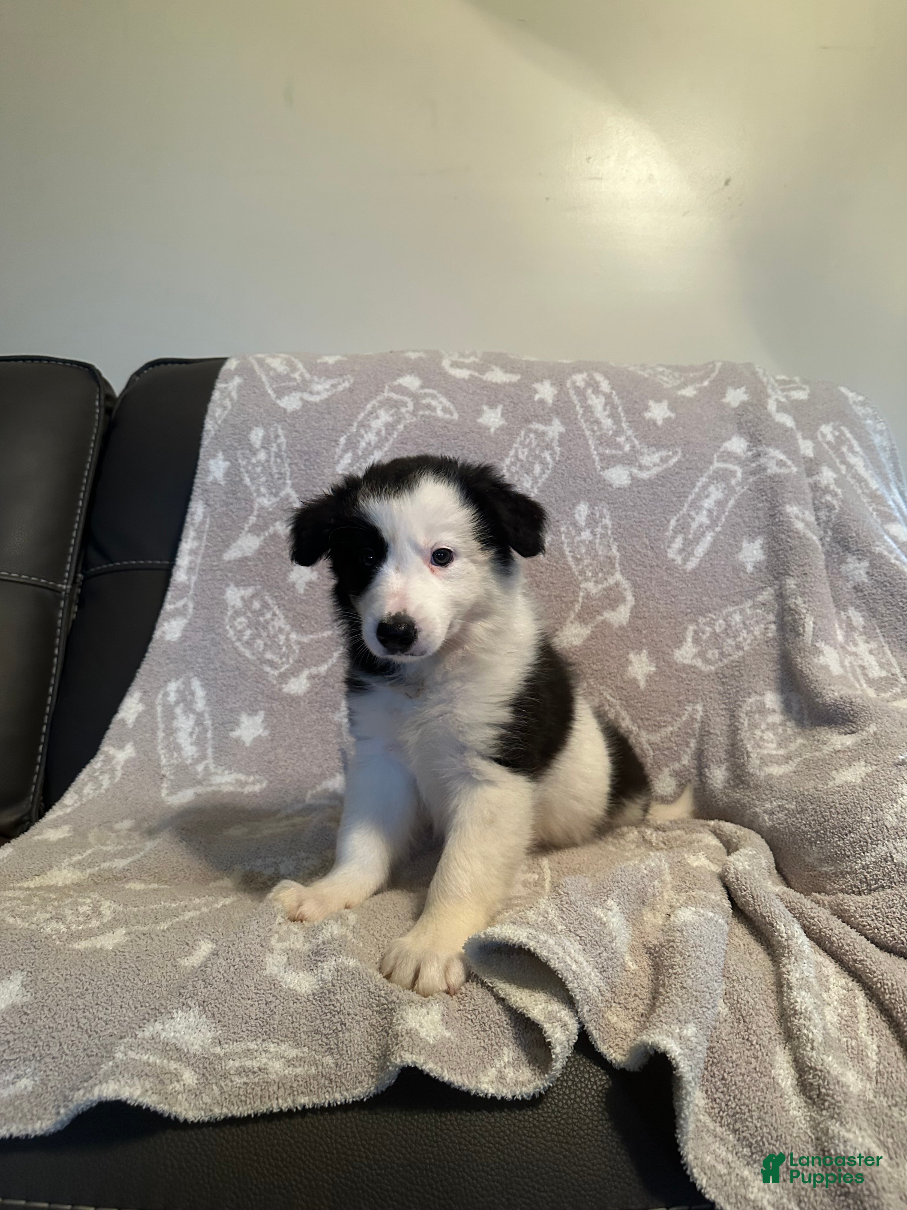 Border Collie dogs Black & White Male - Ad 1