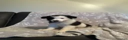 Border Collie dogs for sale: Black & White Male - Ad 1