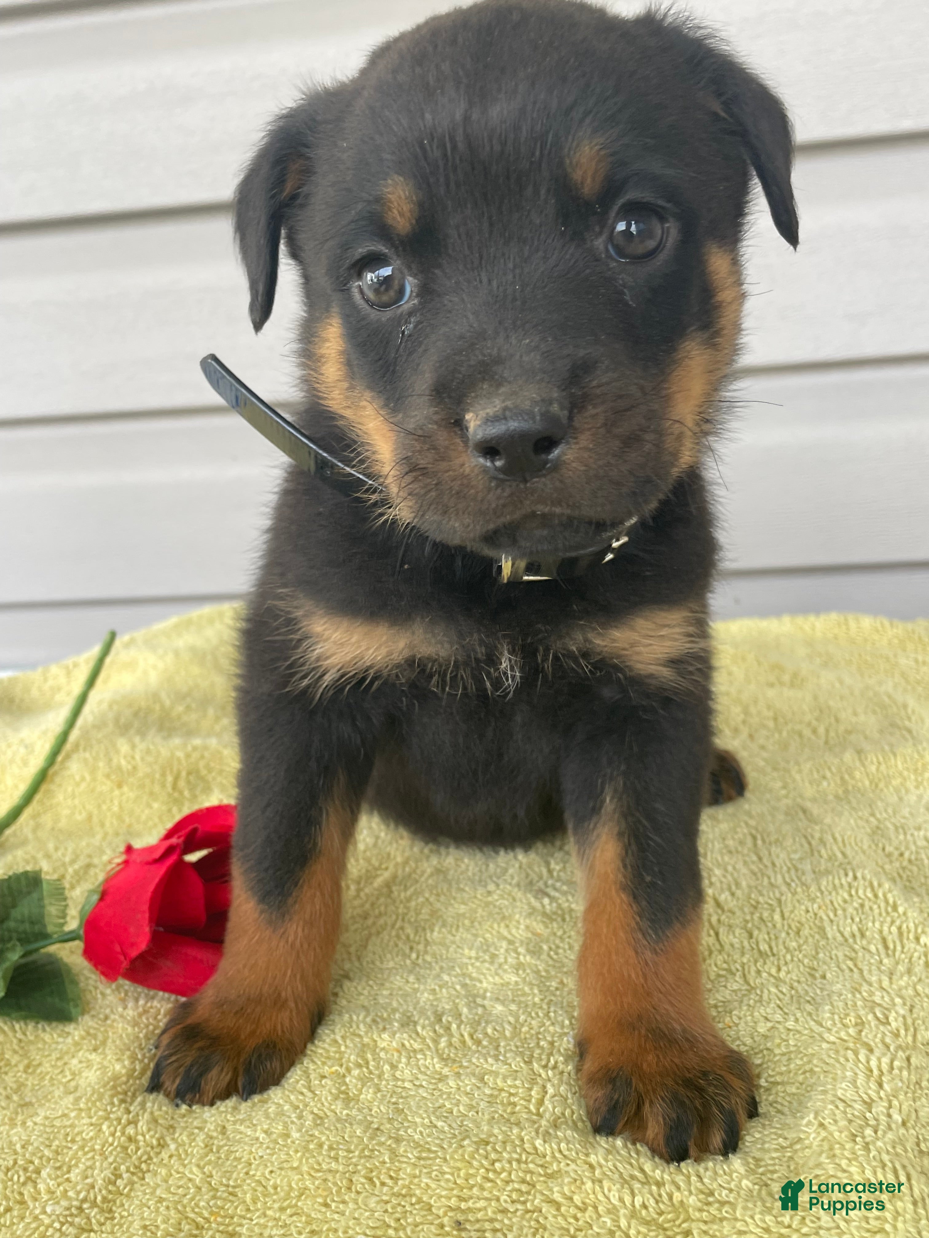 Rottweiler dogs Aston - Ad 41