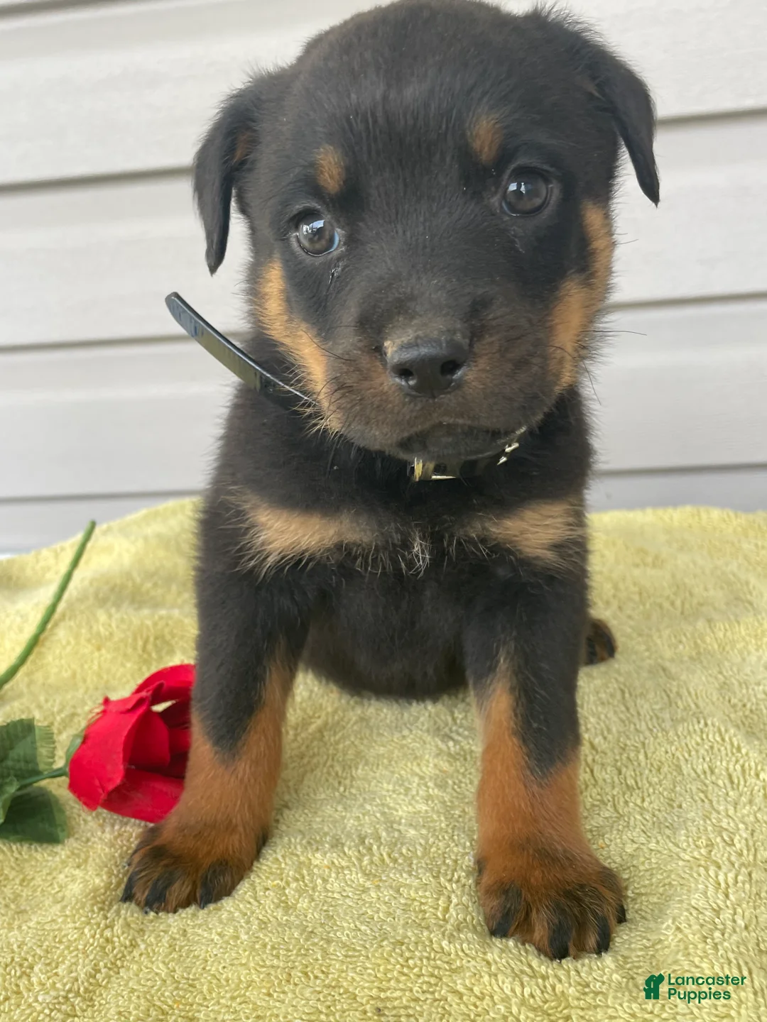 Rottweiler dogs for sale: Aston - Ad 1