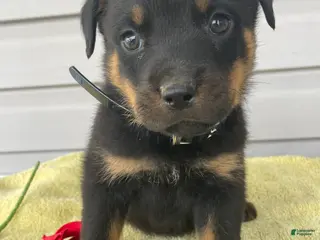 Rottweiler dogs Aston - Ad 41