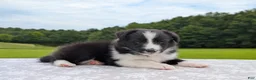 Shetland Sheepdog dogs for sale: Tucker - Ad 5