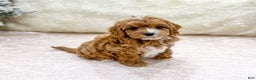 Cavapoo dogs for sale: Emma - Ad 3