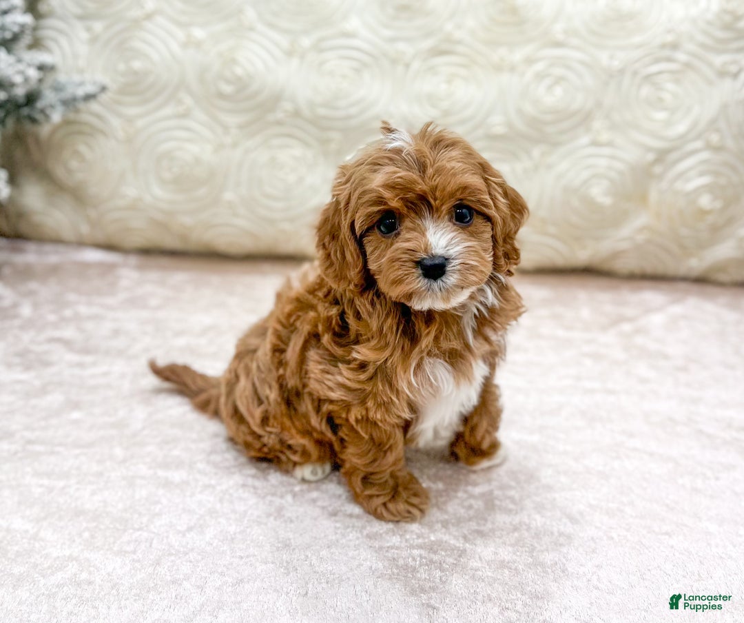 Cavapoo dogs for sale: Emma - Ad 3