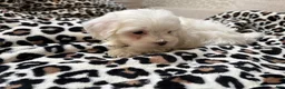 Maltipoo dogs for sale: Snow - Ad 7