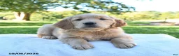 Golden Retriever dogs for sale: Rosie - Ad 2