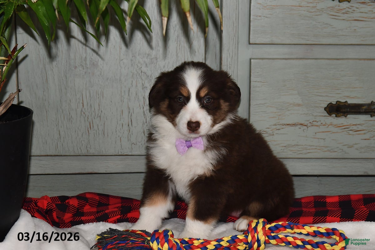 Australian Shepherd dogs Macy - Ad 2