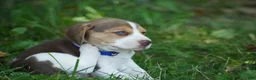 Beagle dogs for sale: Bart - Ad 1