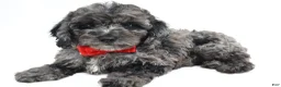 Cockapoo dogs for sale: Theodore - Ad 4