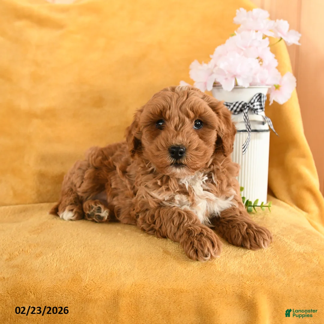 Cavapoo dogs for sale: Copper - Ad 3