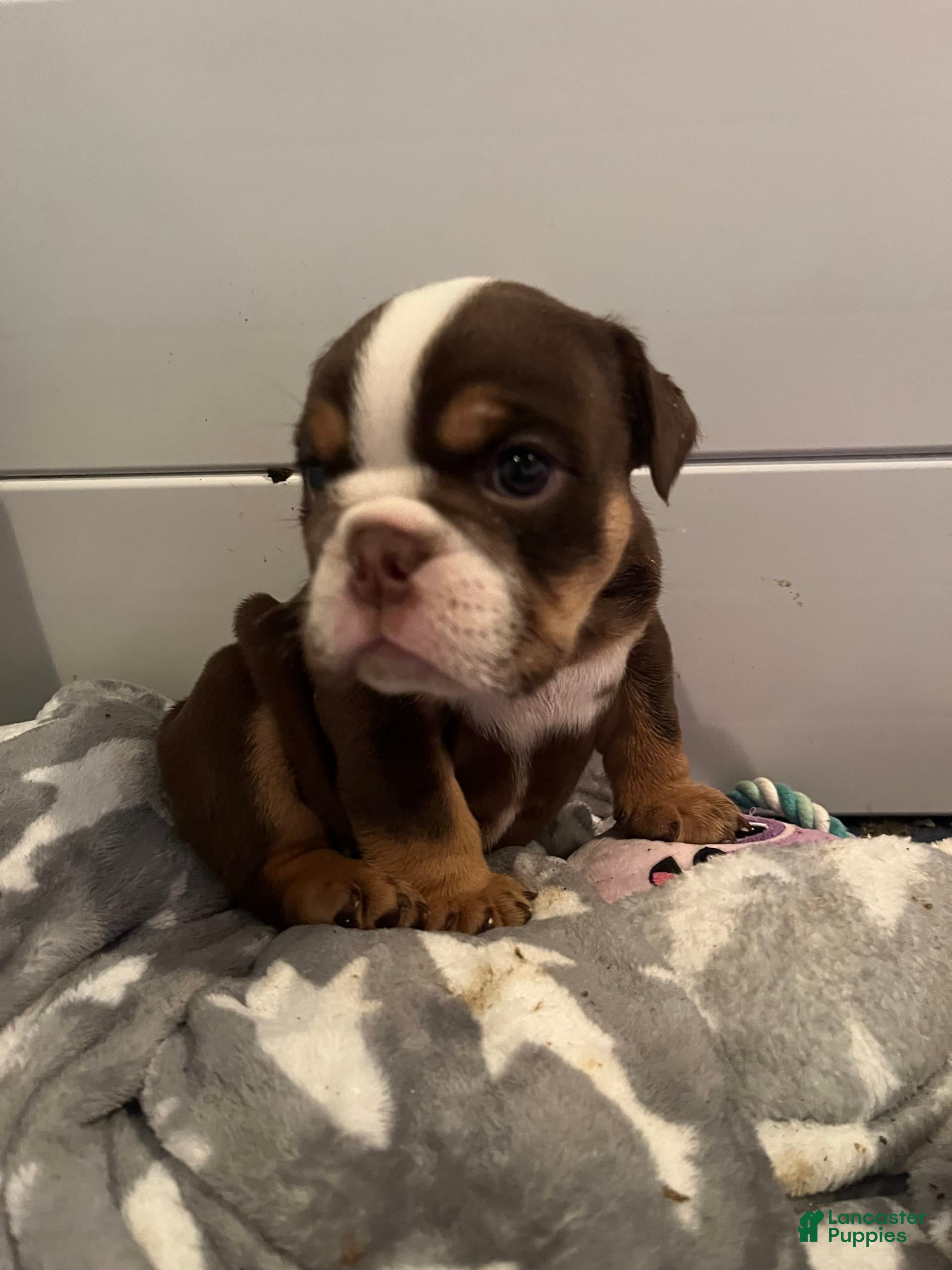 Chocolate Rare Bulldog Puppies Chocolate Tri English Bulldog