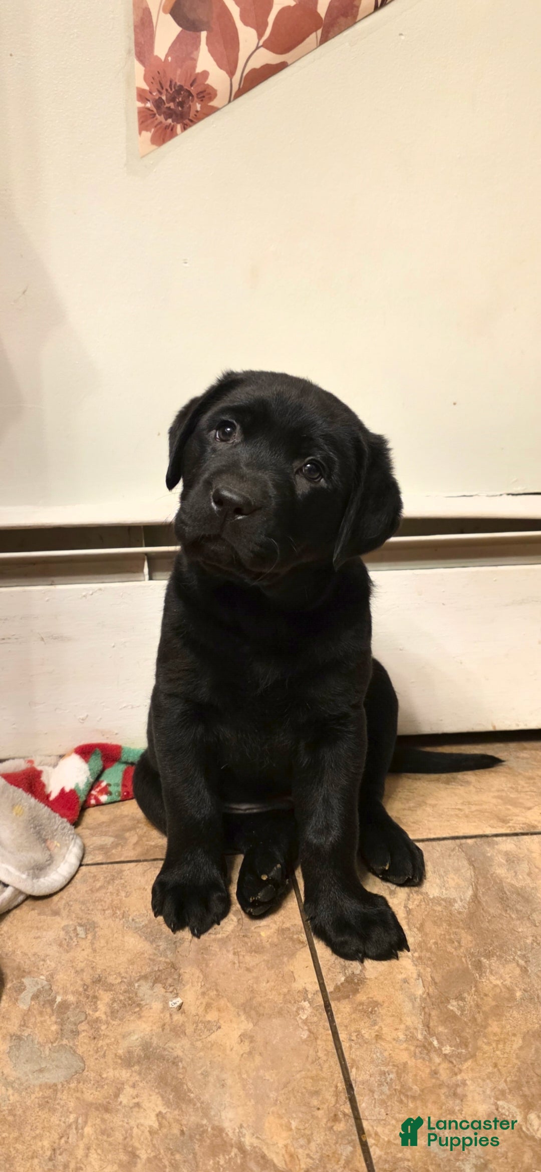 Labrador Retriever dogs Dancer - Ad 1