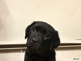 Labrador Retriever dogs Dancer - Ad 13