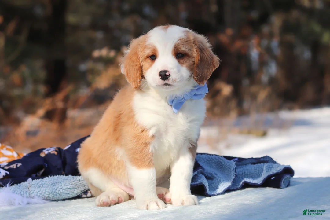 Mini Bernedoodle dogs for sale: Malcolm - Ad 6