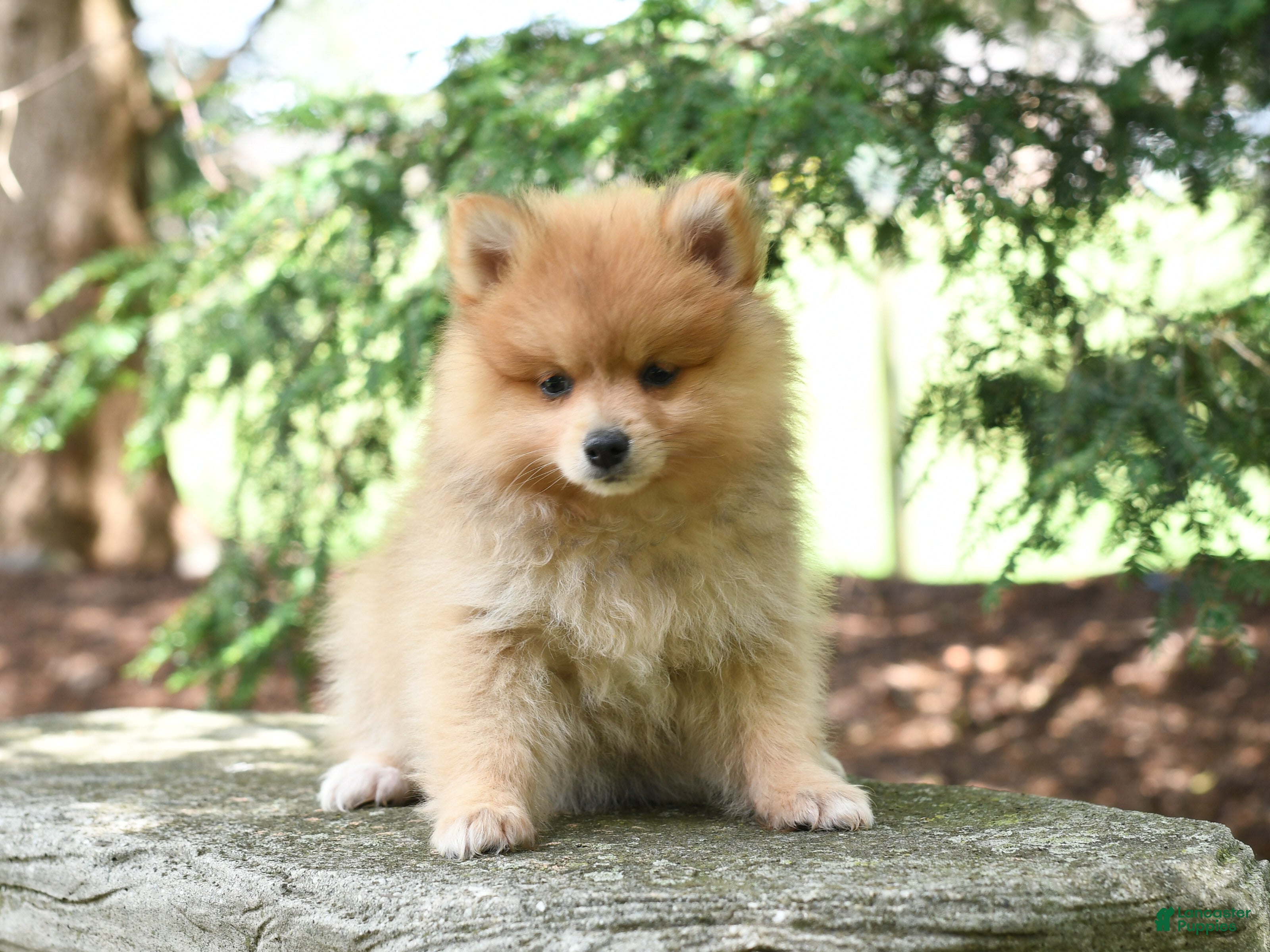 Pomeranian dogs Jinger - Ad 1