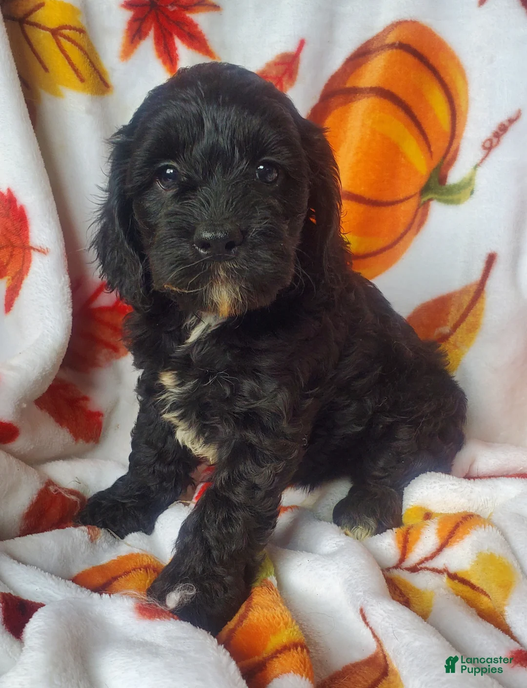 Cockapoo dogs for sale: Opal - Ad 5