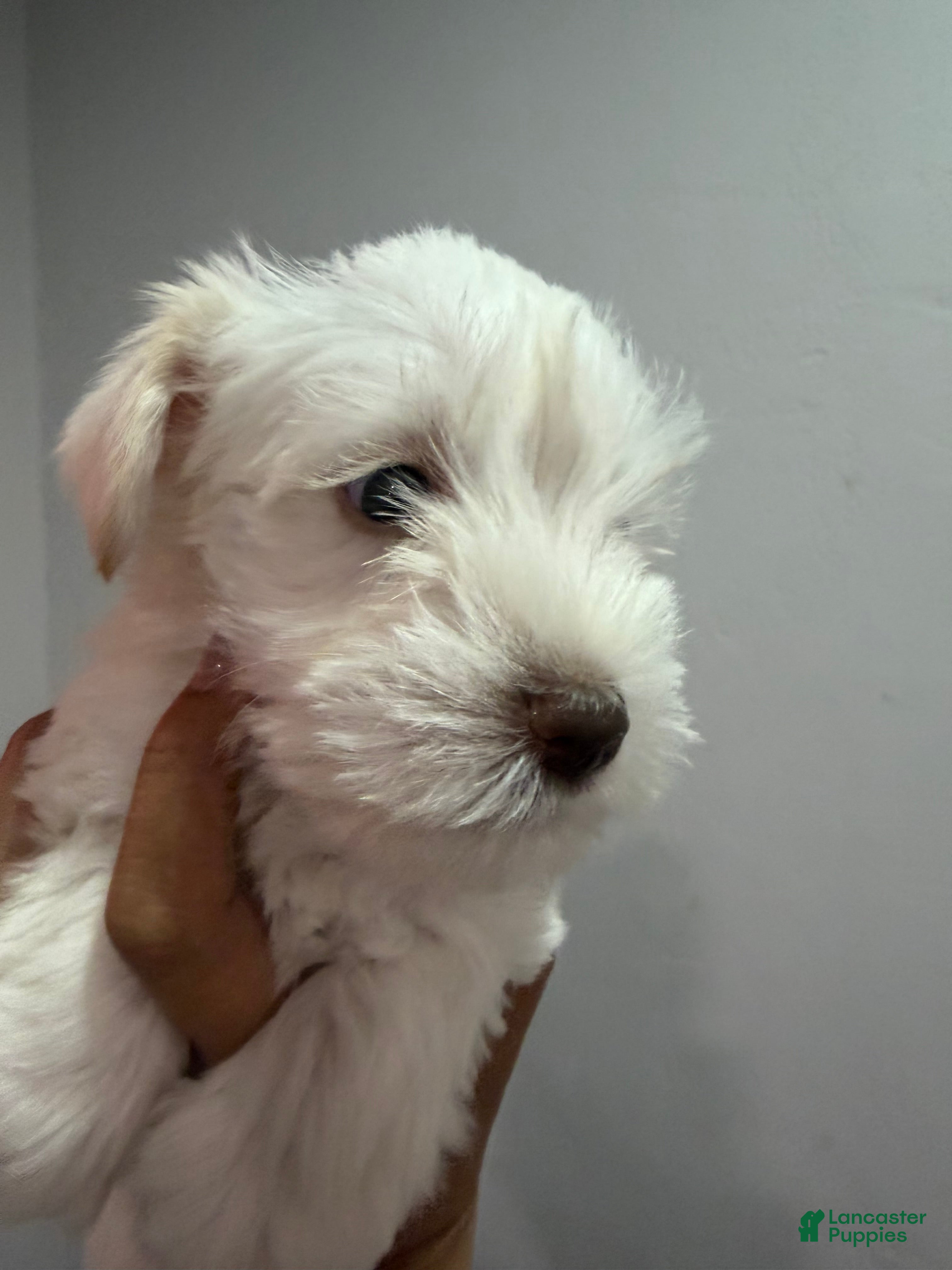 Miniature Schnauzer dogs Miniature Schnauzer Puppy 2 - Ad 4