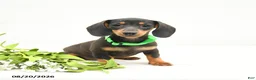 Miniature Dachshund dogs for sale: Maggie Mae - Ad 3