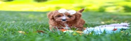 Cavapoo dogs for sale: Sky - Ad 17